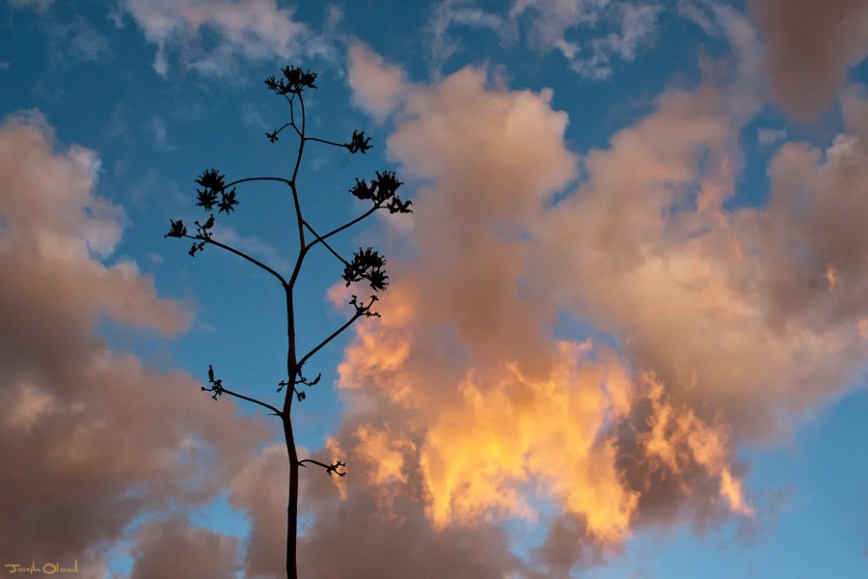 01-26 Agave Americana post
