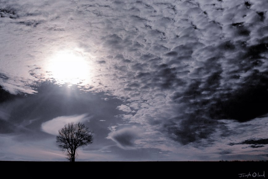 01-28 The Lone Tree post