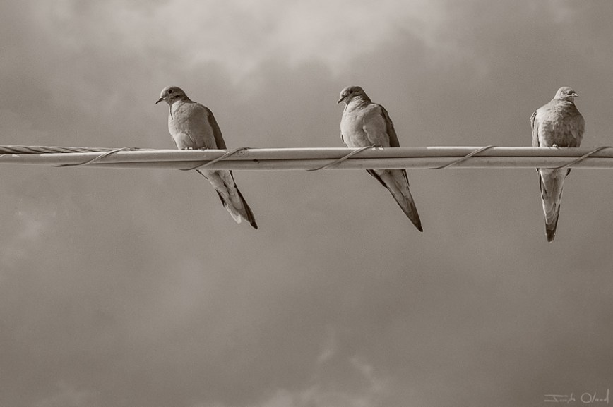 birds-on-wire-post